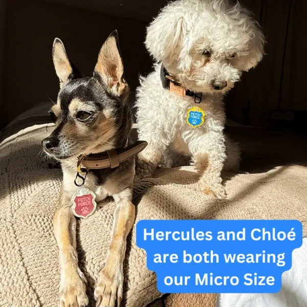 The Charlie - Blue Golden Guardian - Image 2