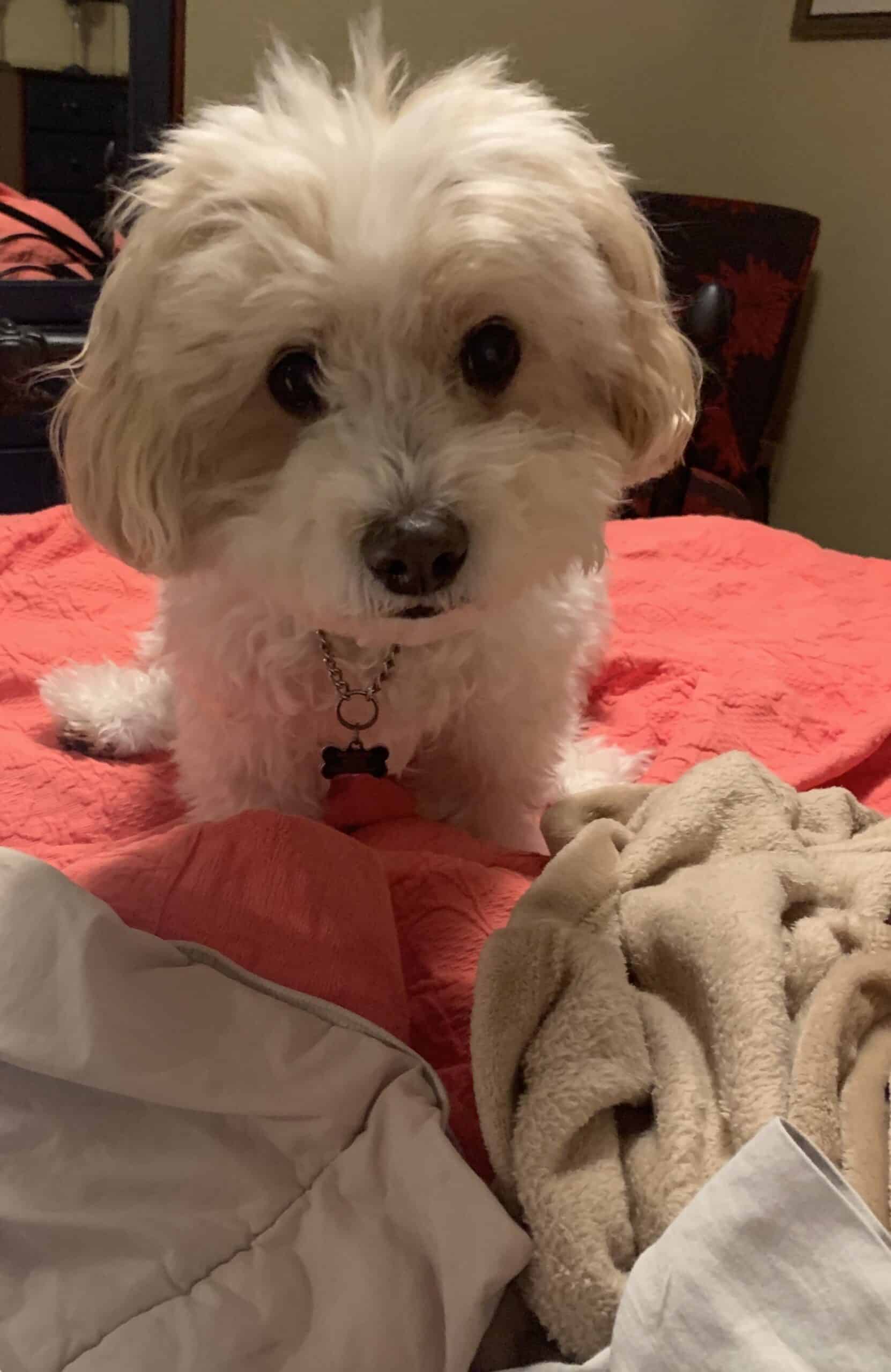Adorable small dog with fluffy white fur and dark eyes, sitting on a bed with a red blanket.