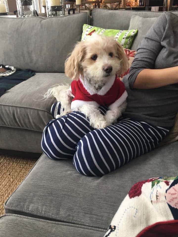 Adorable small dog with a red sweater, sitting comfortably on a person's lap on a cozy sofa.