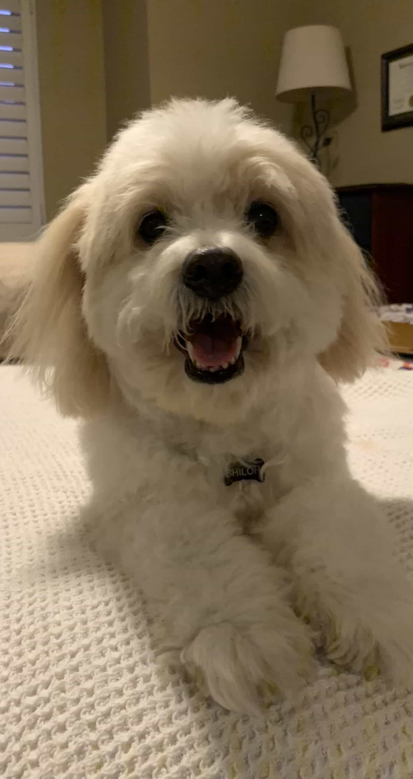 Shiloh the Cavachon enjoying life outdoors — the inspiration for smart pet ID tags