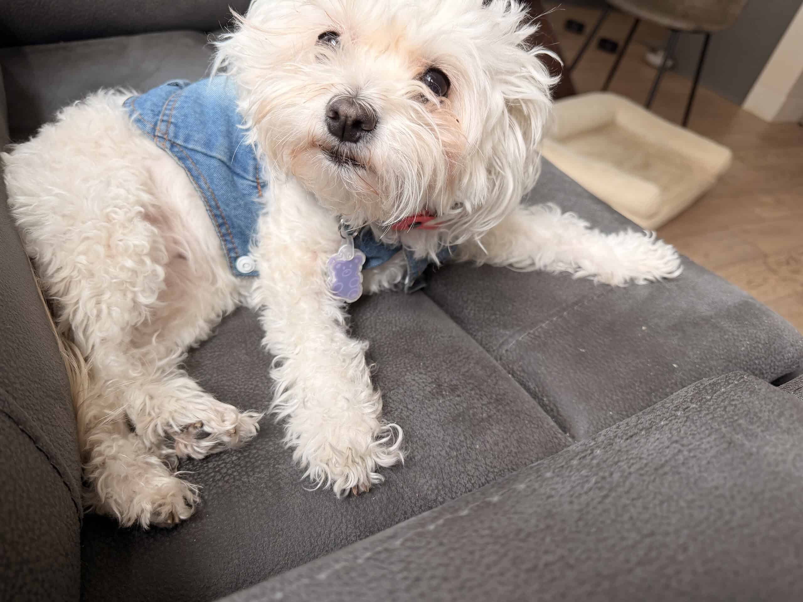 Adorable fluffy white dog in a denim vest lying alert on a grey couch