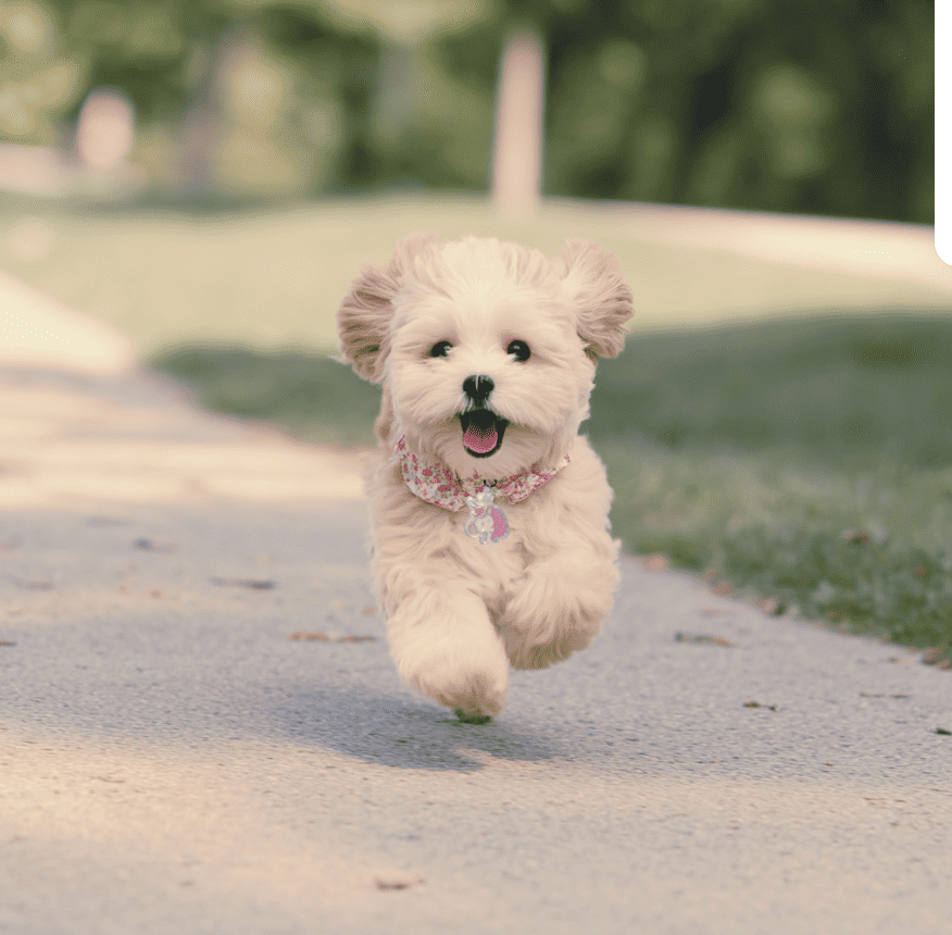 Megan's puppy Daisy running through the park wearing the pink unicorn smart pet tag