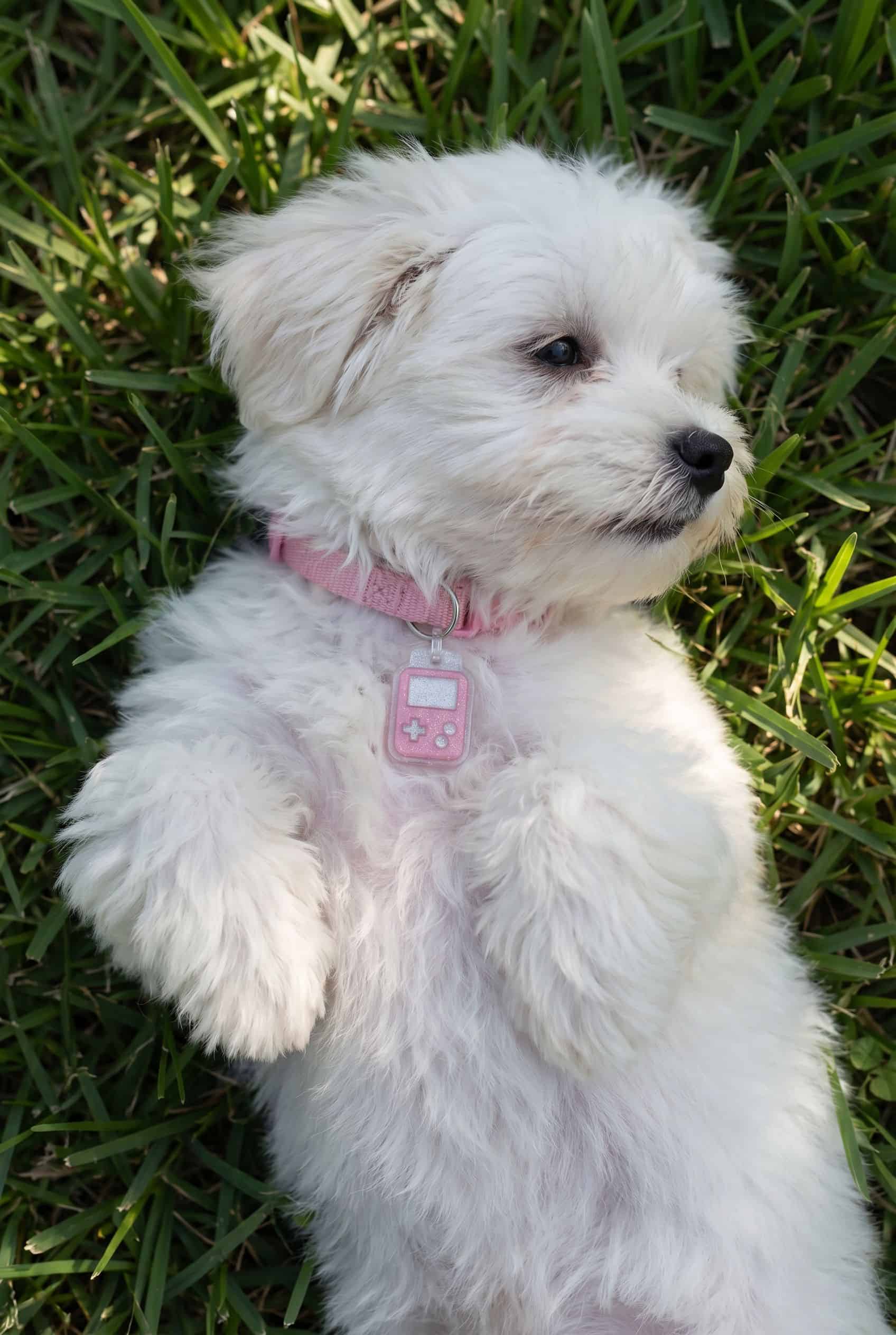 Bella wearing the gizmo smart pet tag from Shiloh's House