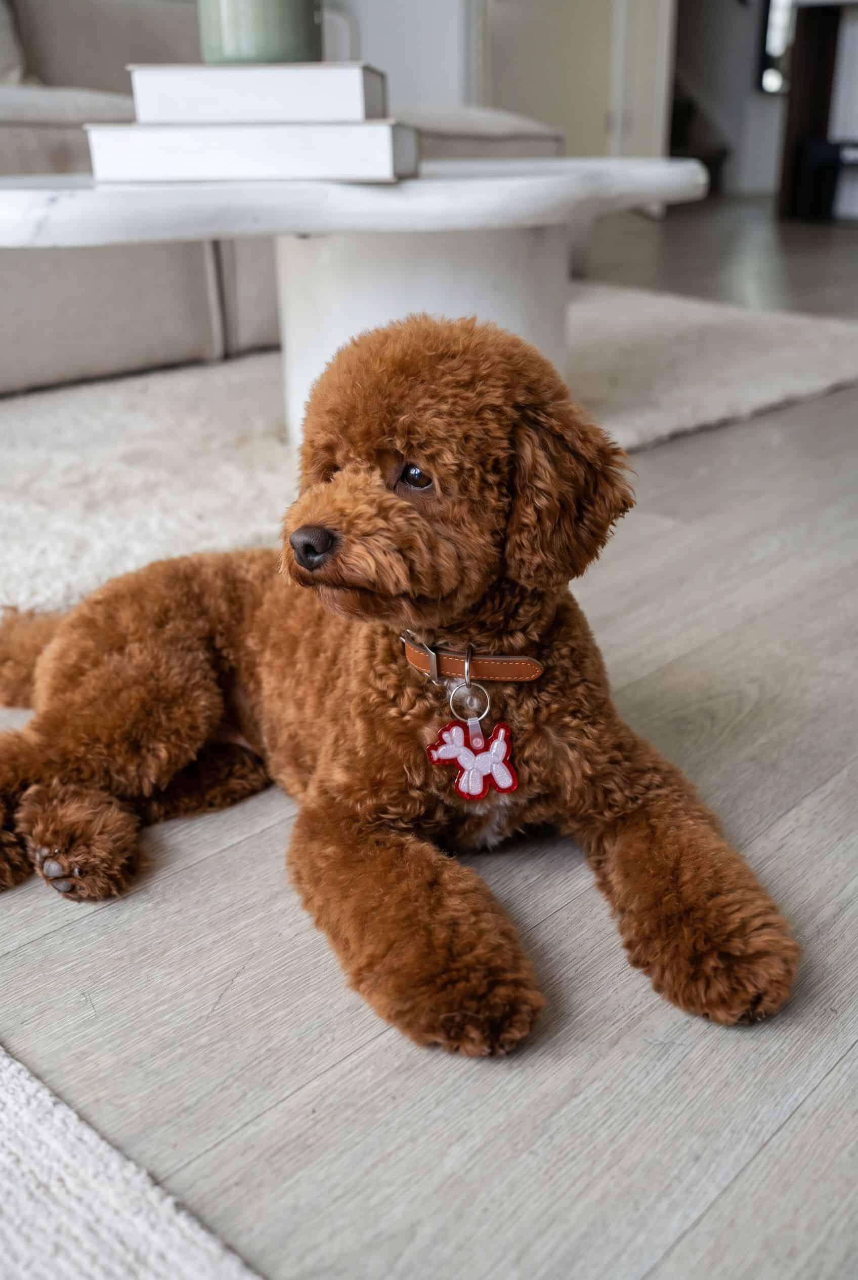 Skye wearing the balloon dog smart pet tag from Shiloh's House
