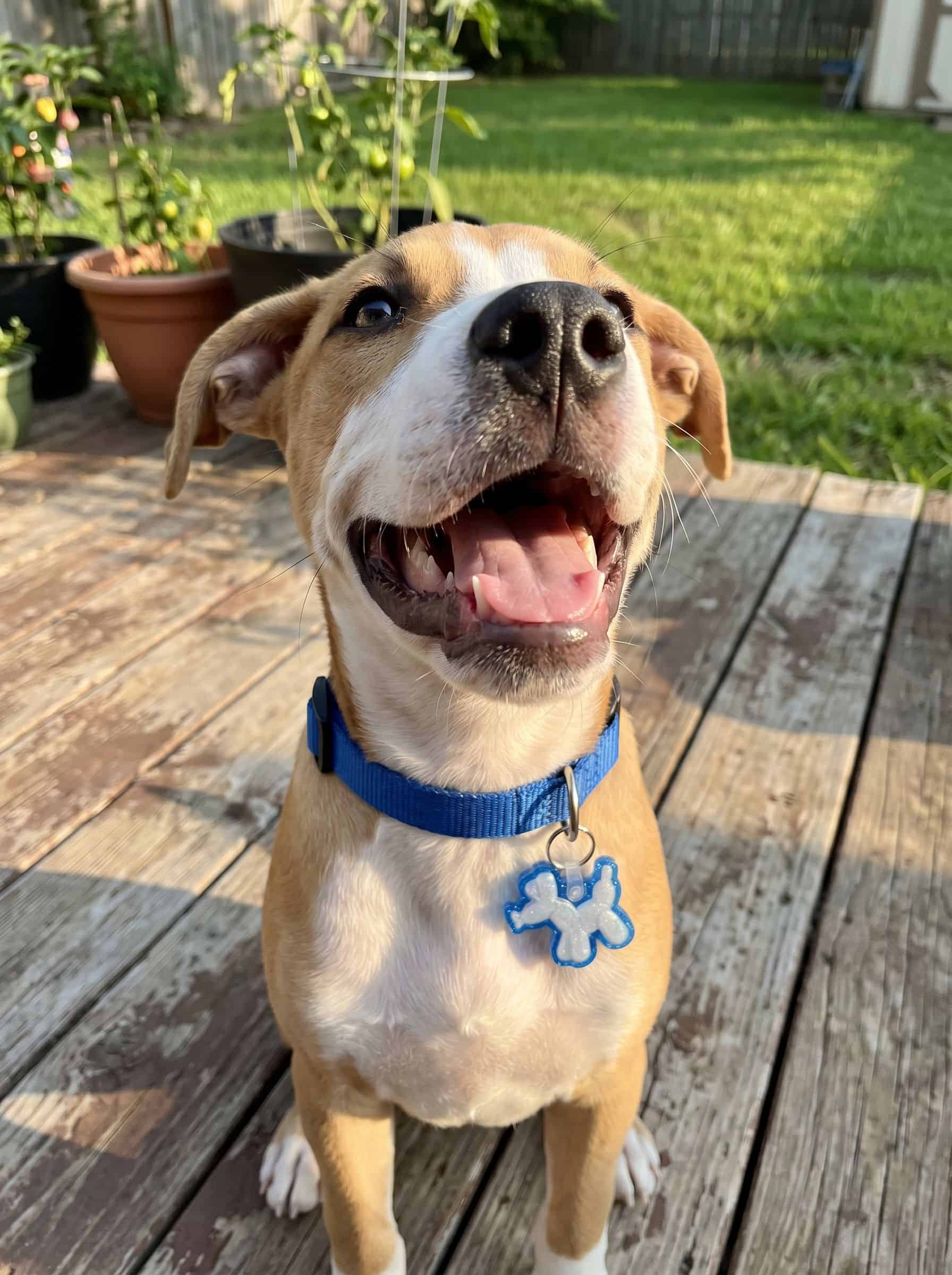 Gunther wearing the balloon dog smart pet tag from Shiloh's House