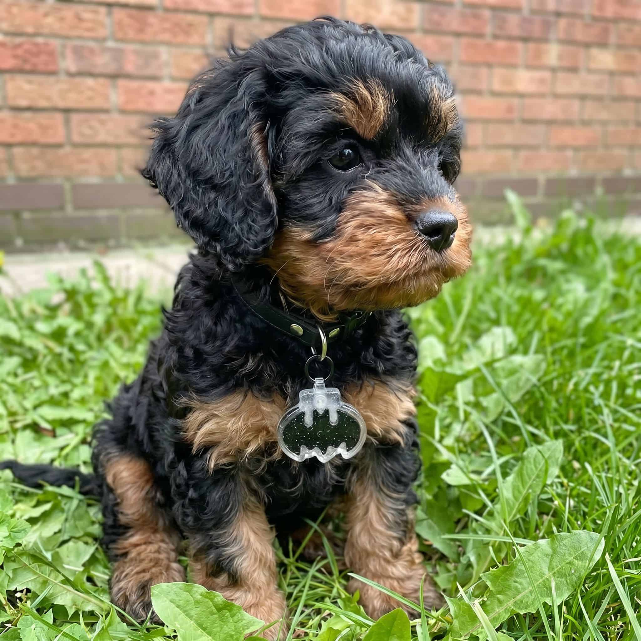 Ace wearing the batman smart pet tag from Shiloh's House