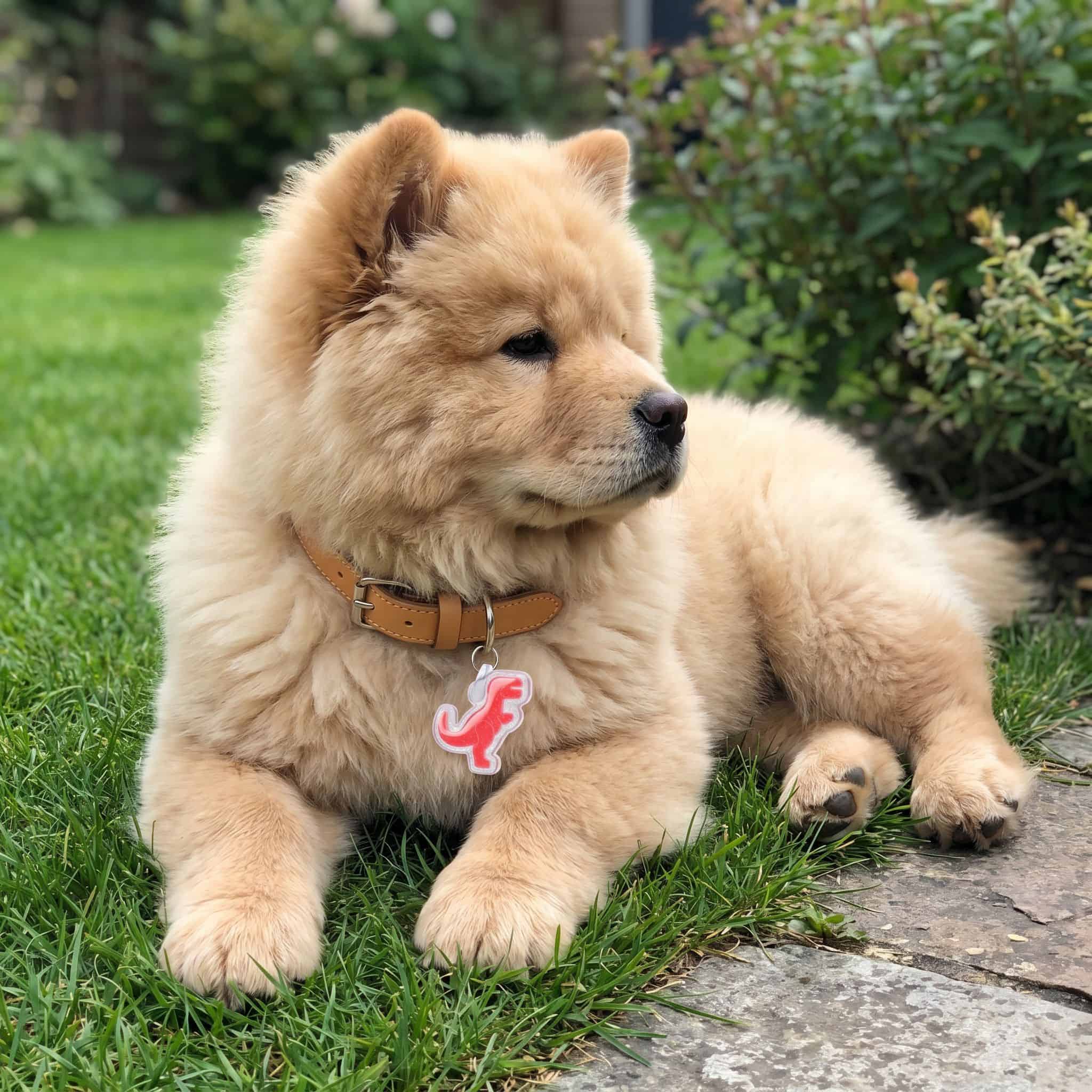 Winnie wearing the dino smart pet tag from Shiloh's House