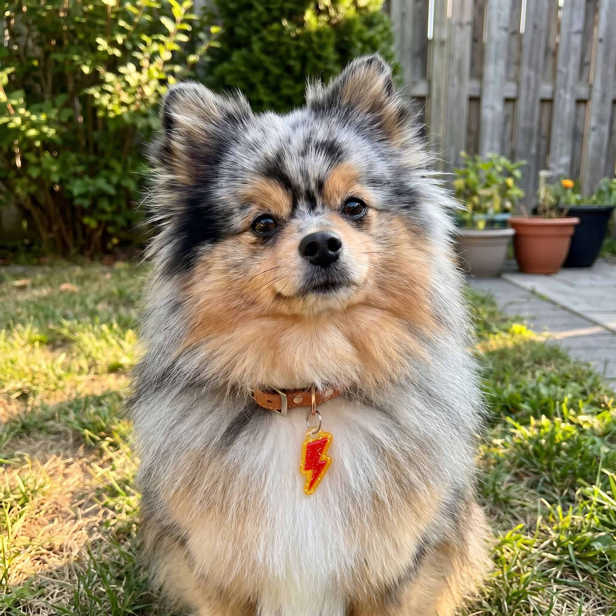Rue wearing the lightning bolt smart pet tag from Shiloh's House