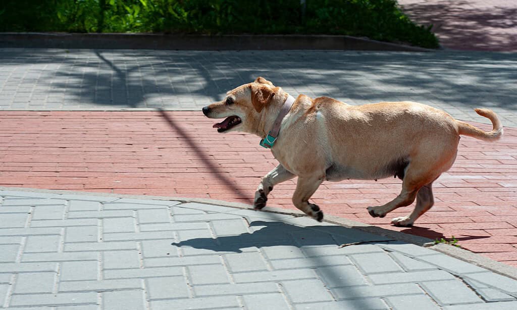 Dog running on sidewalk with a blue collar.