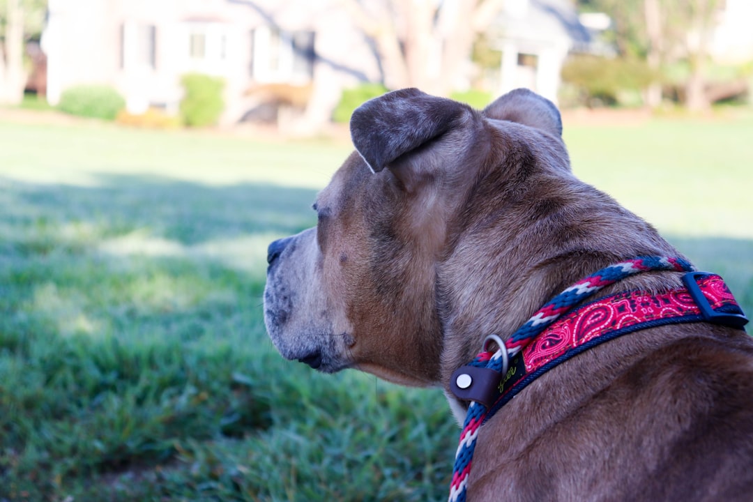 Custom colorful pet accessory