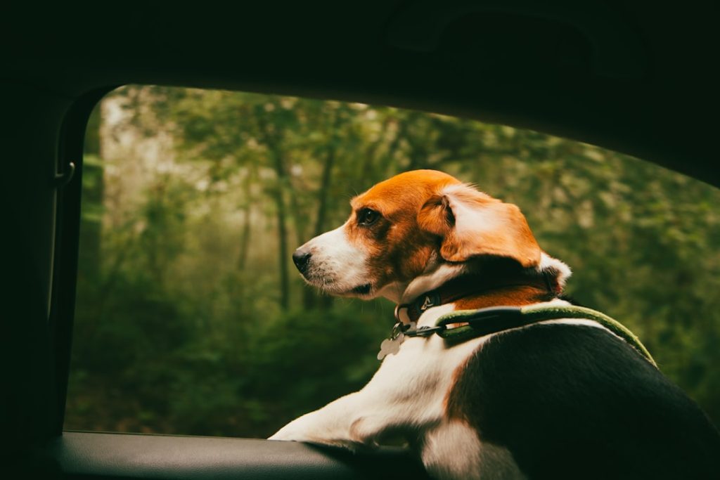 Dog enjoying road trip travel