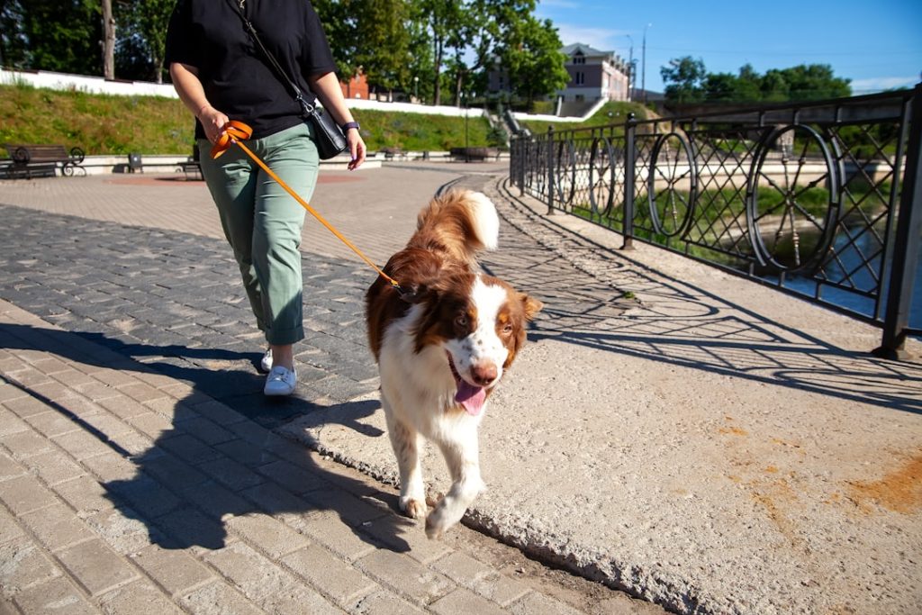 Dog walking on leash with owner