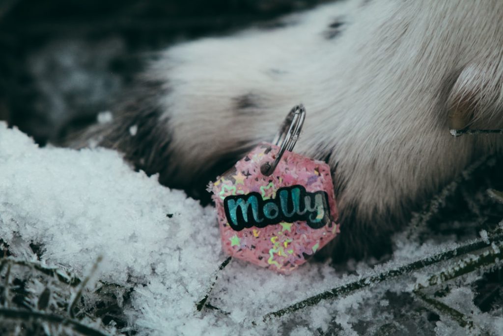 Dog wearing modern acrylic pet ID tag