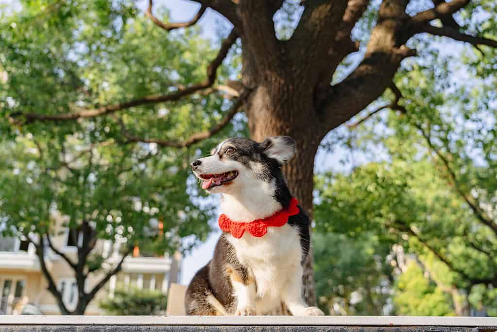 NFC pet ID tag on a dog with a red bow tie, perfect for pet safety and identification.