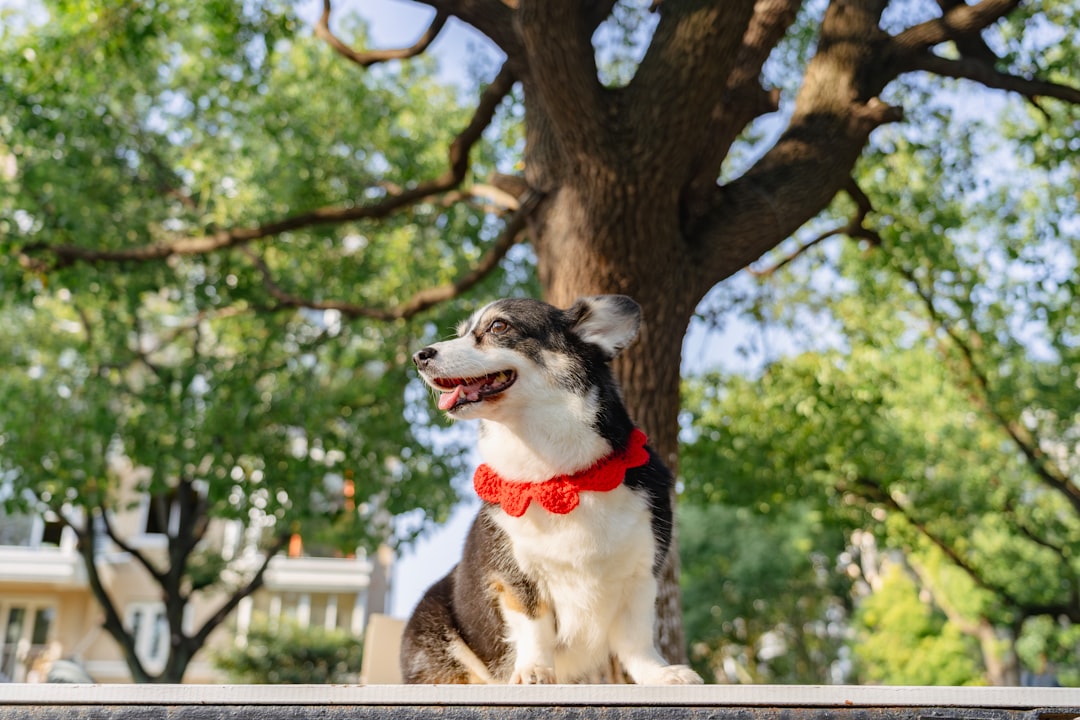 Happy dog wearing colorful collar