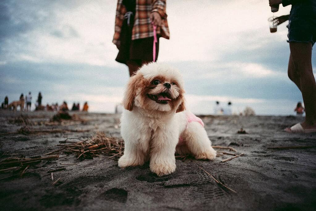 Dog on the beach with people and cloudy sky in the background.