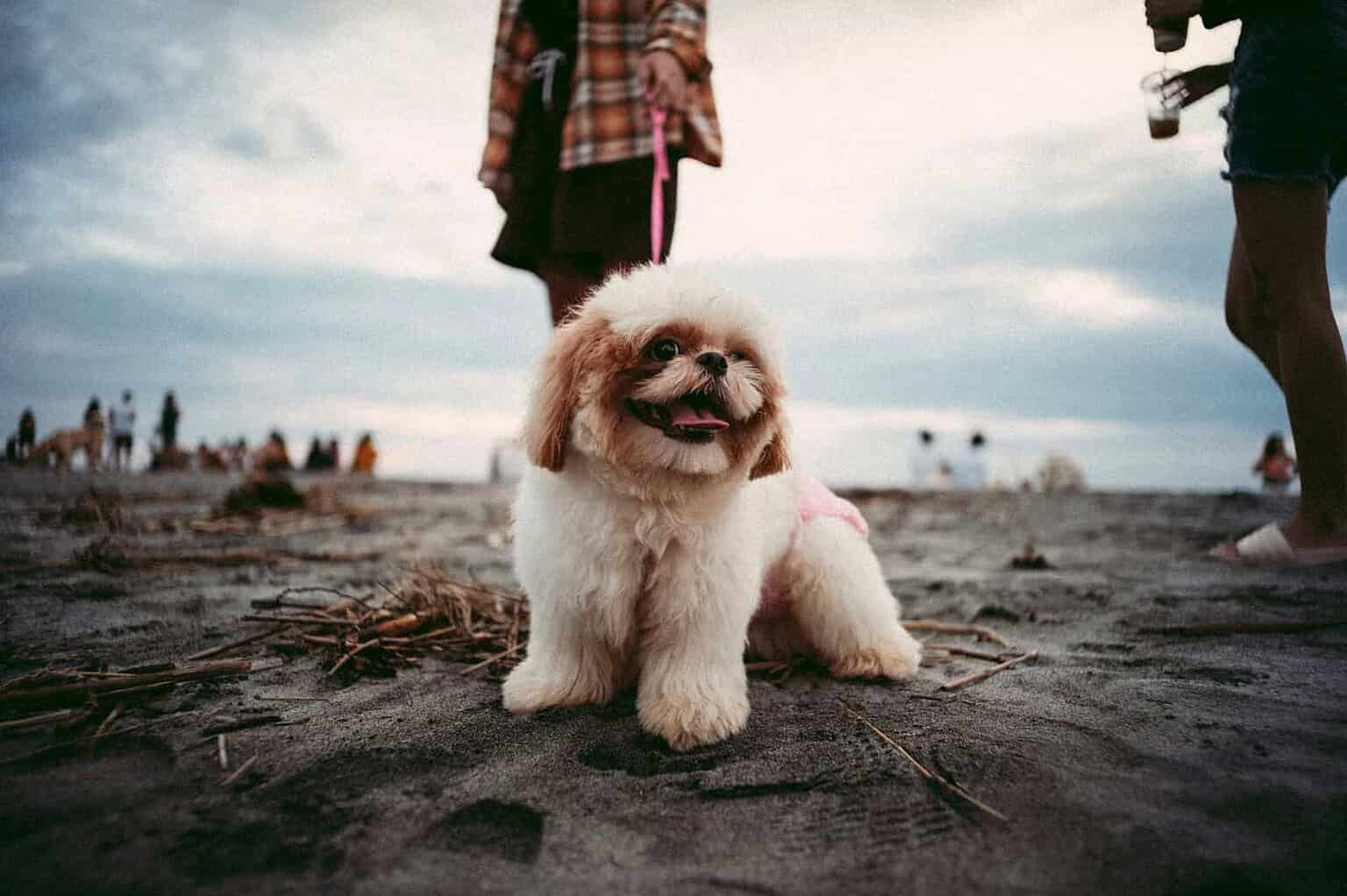 Dog on the beach with people and cloudy sky in the background.