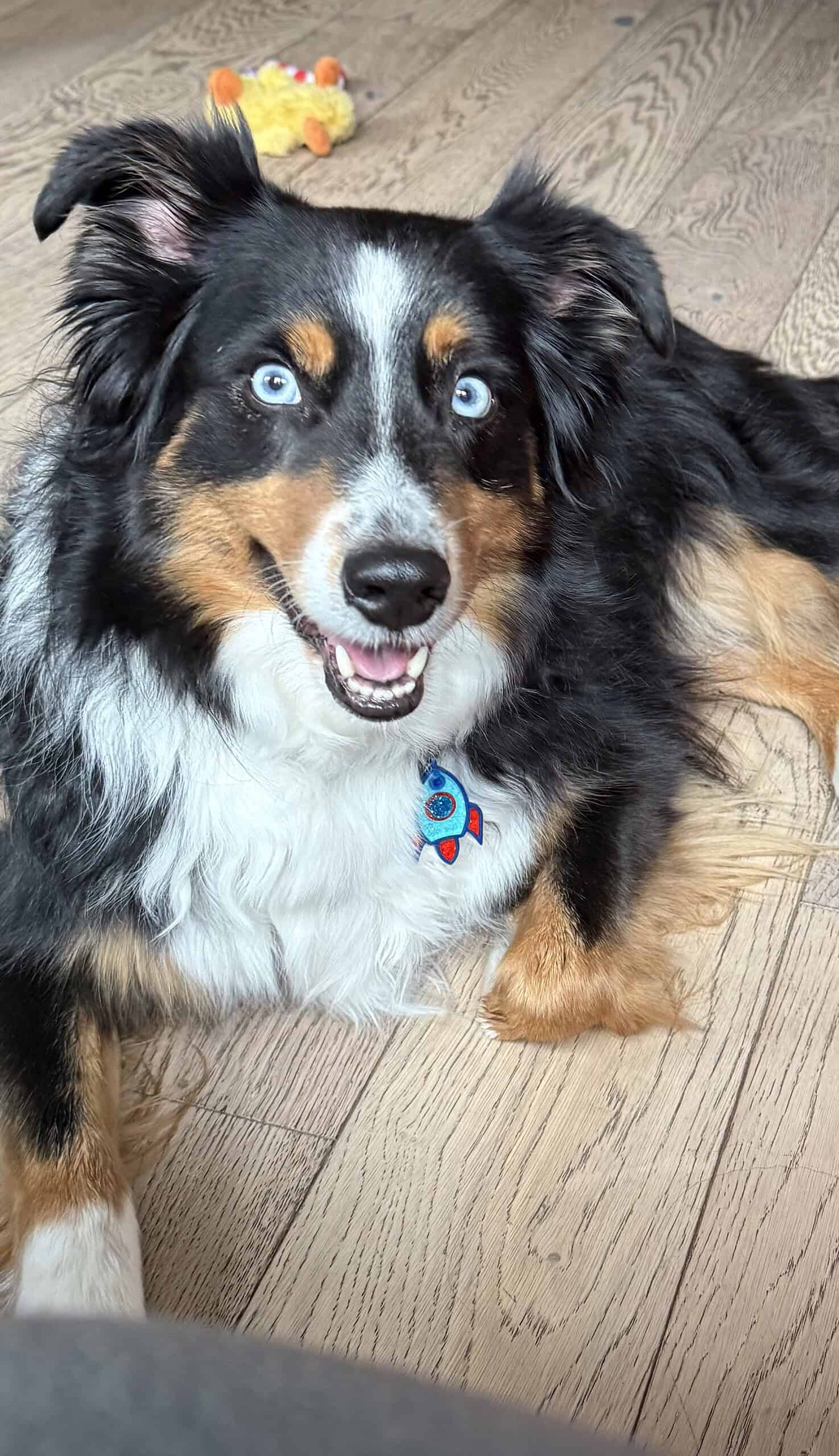 Rebecca's Australian shepherd wearing the rocket smart pet tag indoors