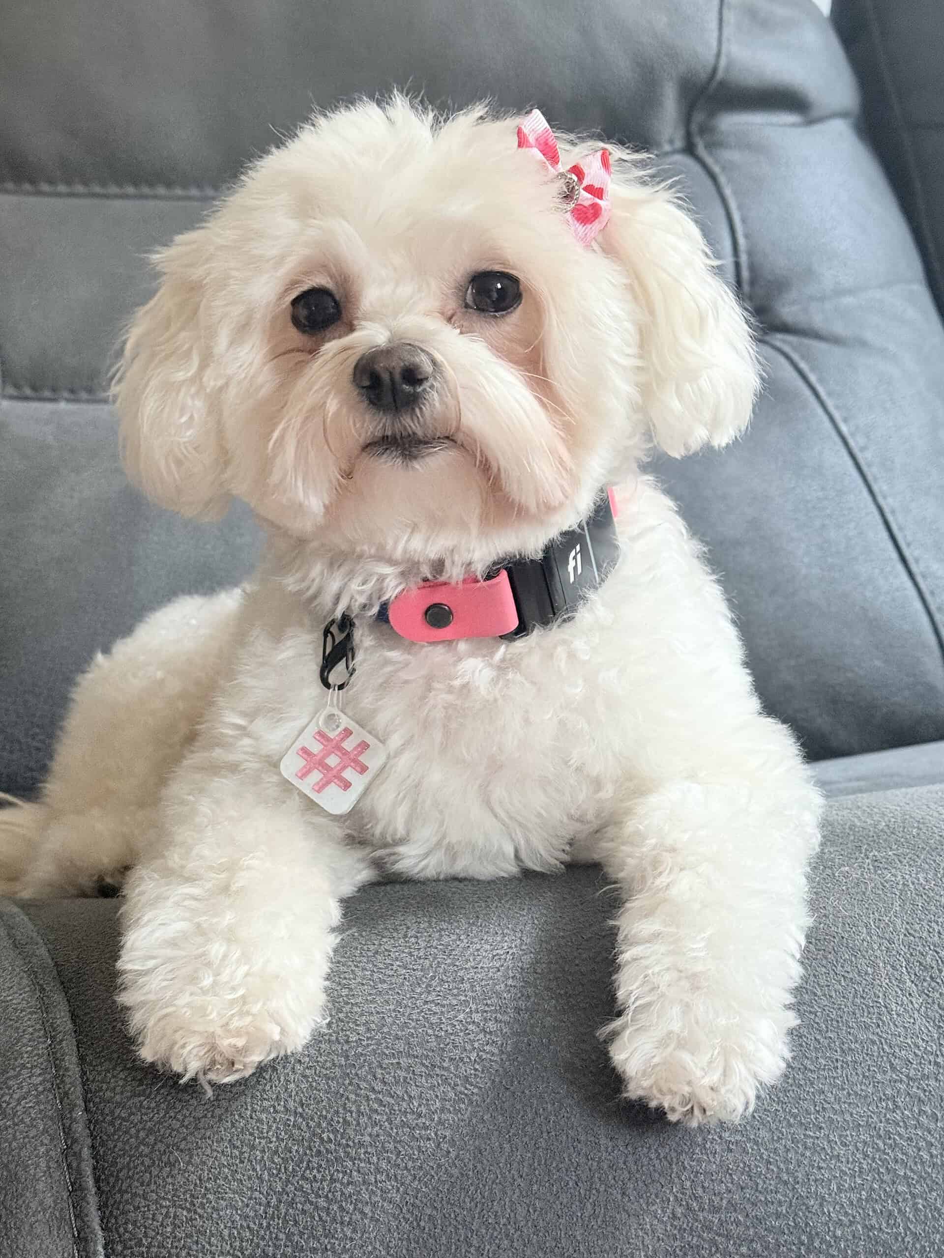 Sophia's white maltipoo wearing the pink hashtag smart pet tag