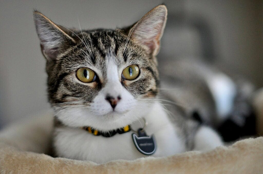 A cat with a stylish acrylic pet ID tag on its collar, showcasing pet safety accessories.