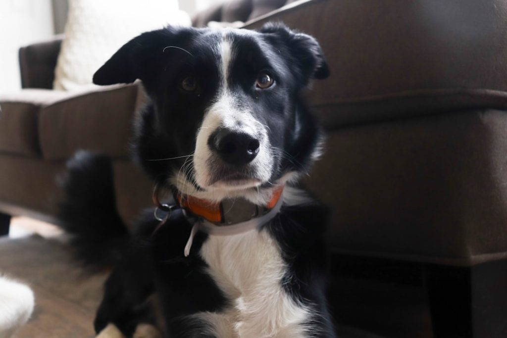 Modern smart pet tag technology