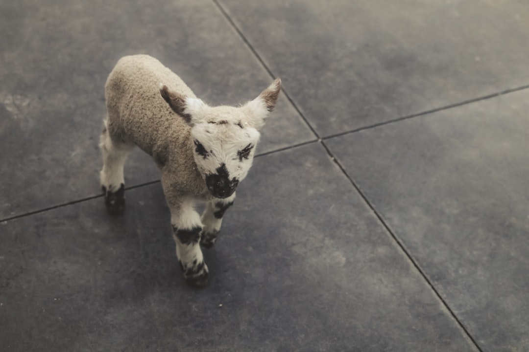 Newly adopted puppy first day