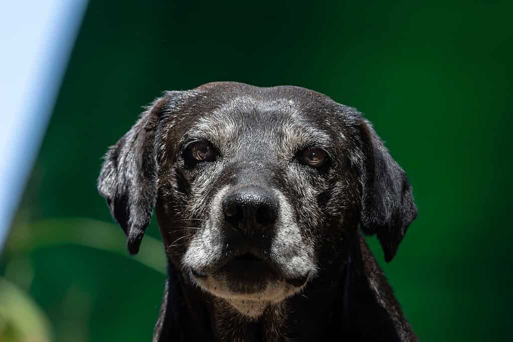 Dog with a gray face and black ears, outdoors against a green background.