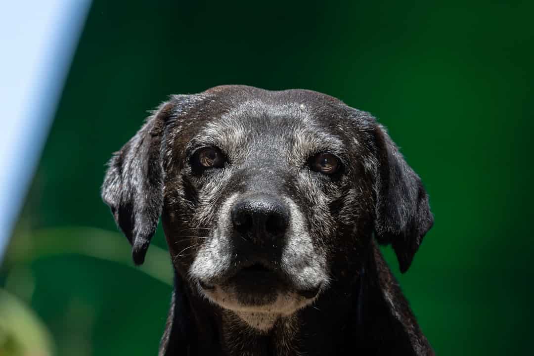 Dog with a gray face and black ears, outdoors against a green background.