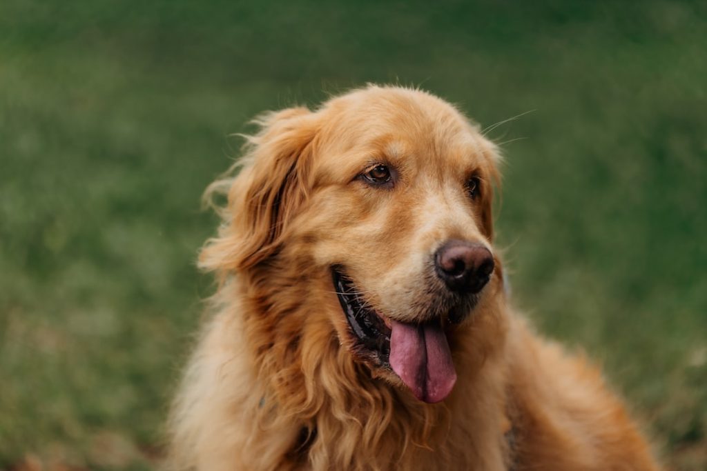 Happy golden retriever dog outdoor