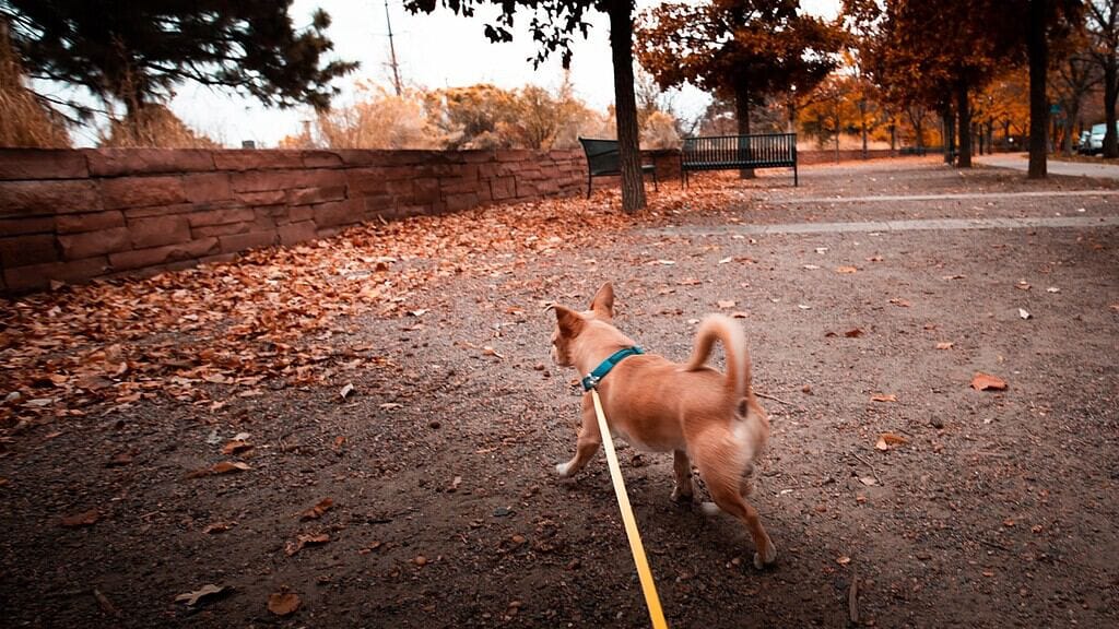 Dog with NFC pet ID tag in a park during autumn.