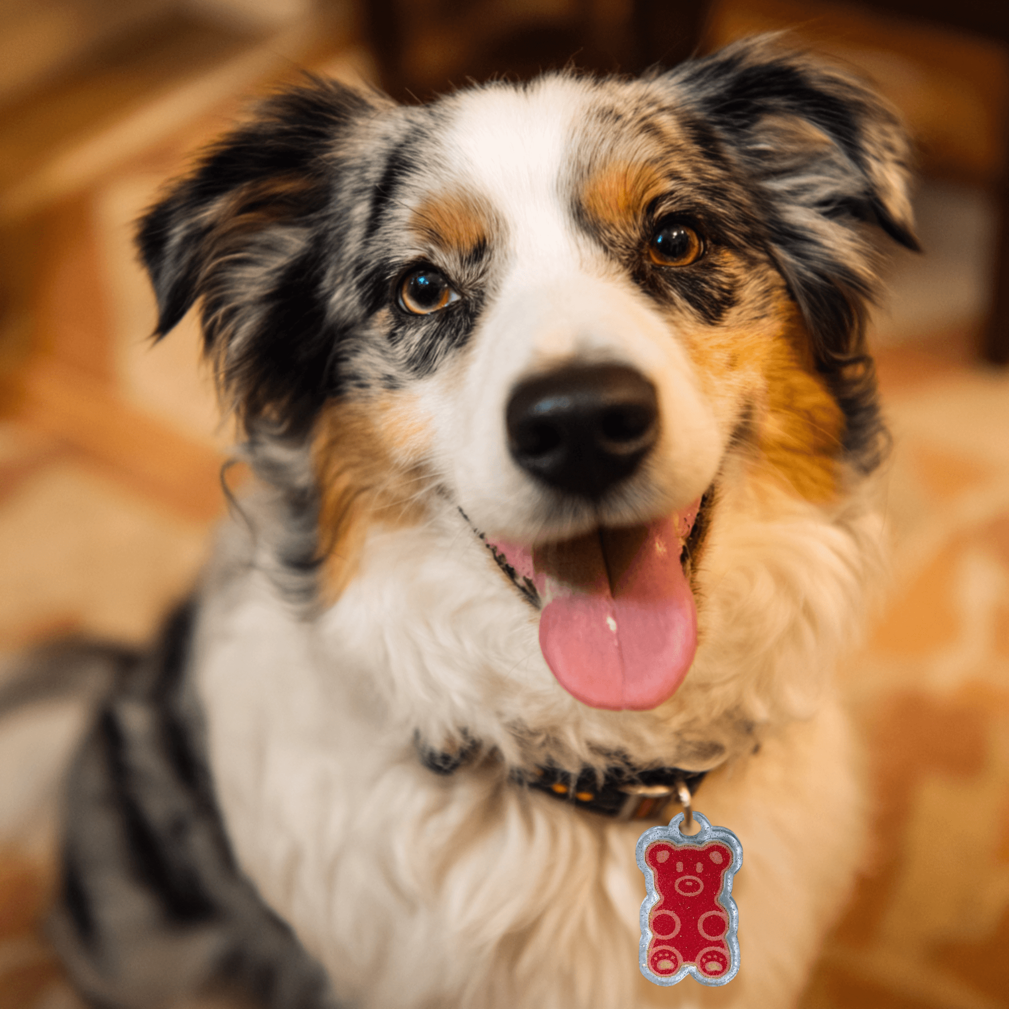 Dog with a bear-shaped NFC pet ID tag for safety and style.