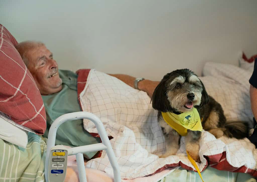 Dog with a yellow acrylic pet ID tag sitting on a hospital bed next to an elderly man.