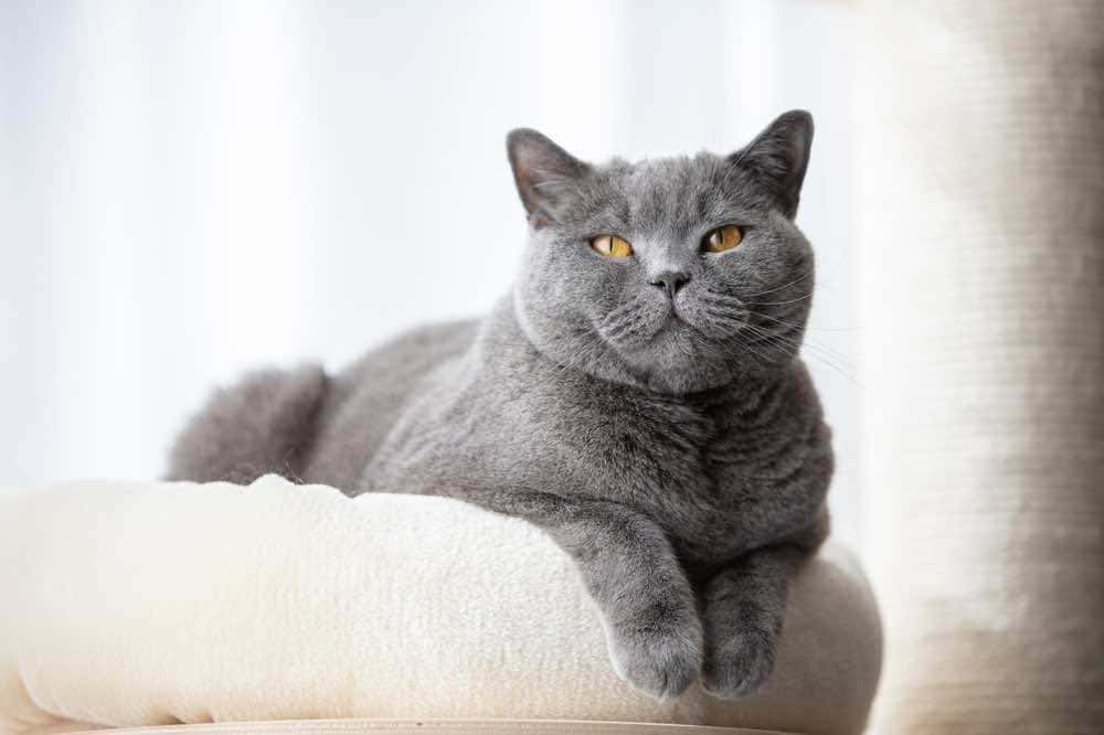 Adorable grey British Shorthair cat resting on a soft cat bed and looking at the camera