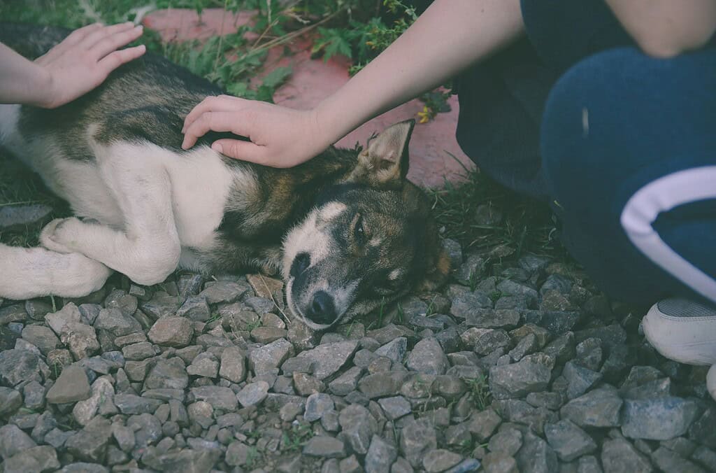 Dog lying on rocks with child's hand gently petting it, showing comfort and care.