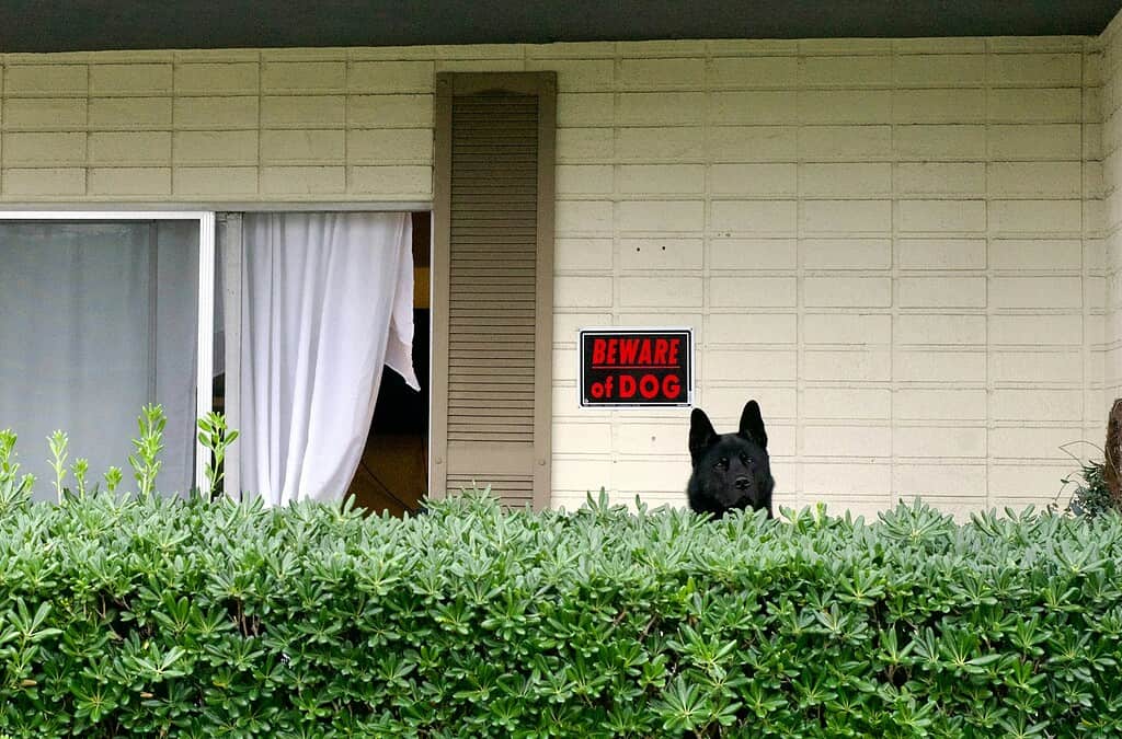 Dog peeking over bushes with warning sign on house wall.