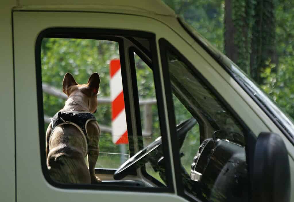 Dog with NFC pet ID tag in vehicle, ready for emergencies.