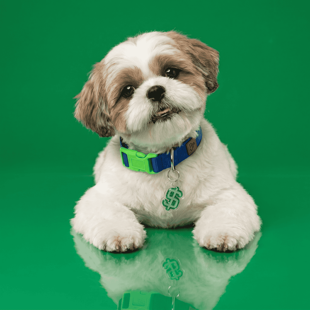 Shih tzu puppy wearing a colorful NFC smart pet ID tag on a green background.