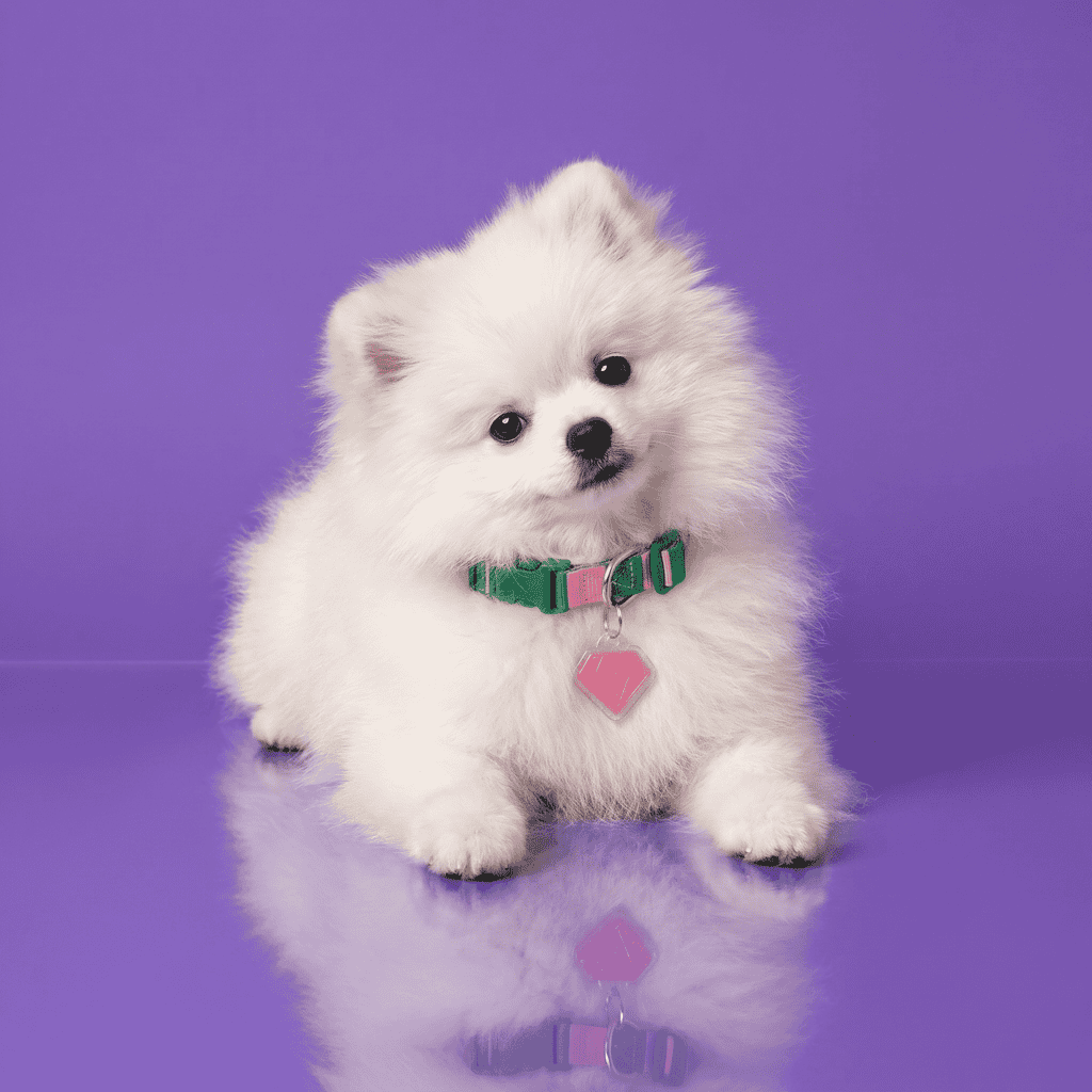 Little white Pomeranian puppy wearing a pink heart-shaped NFC smart pet ID tag on a purple background.