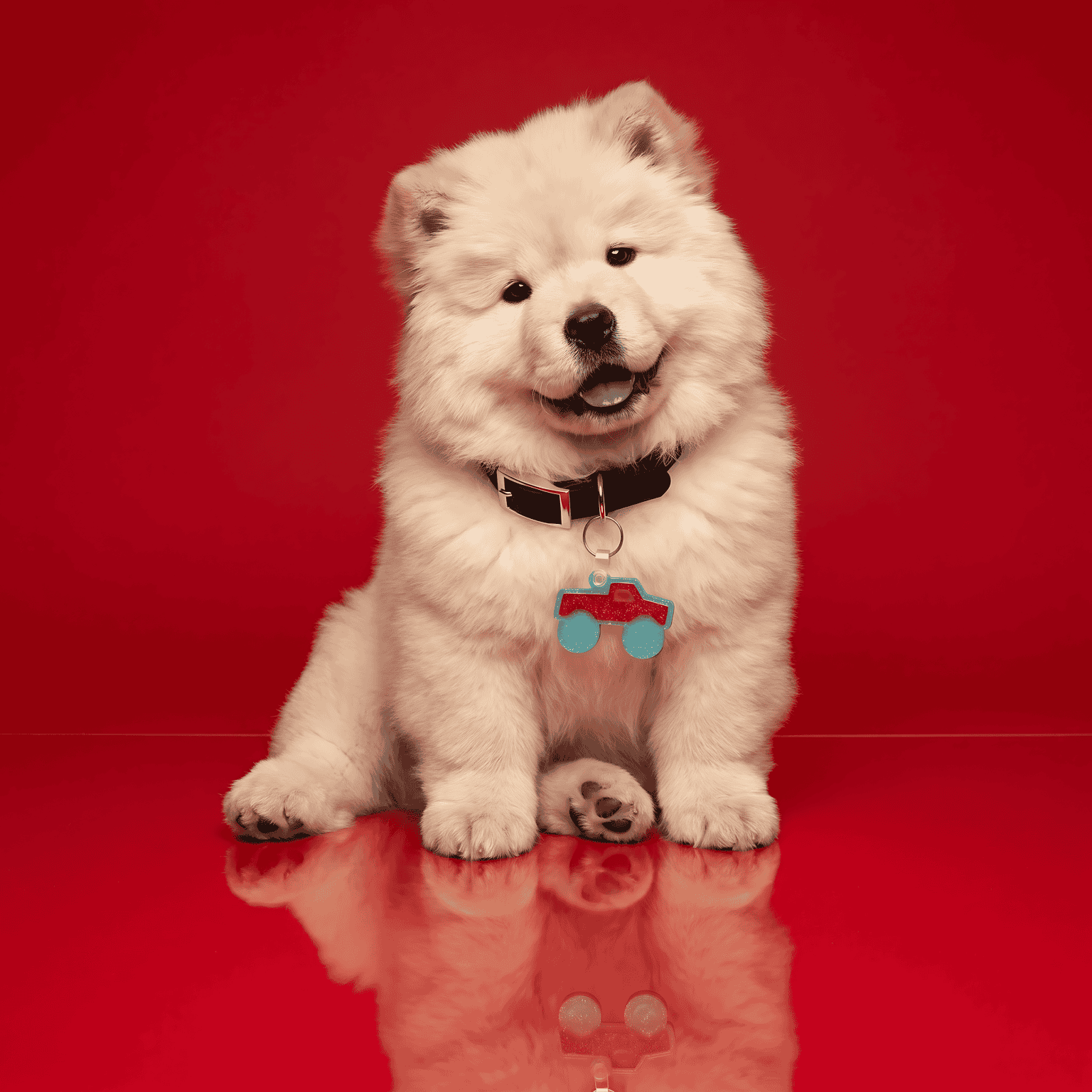 Fluffy white Samoyed dog wearing a designer NFC smart pet ID tag on a red background.