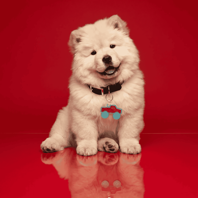 Fluffy white Samoyed dog wearing a designer NFC smart pet ID tag on a red background.