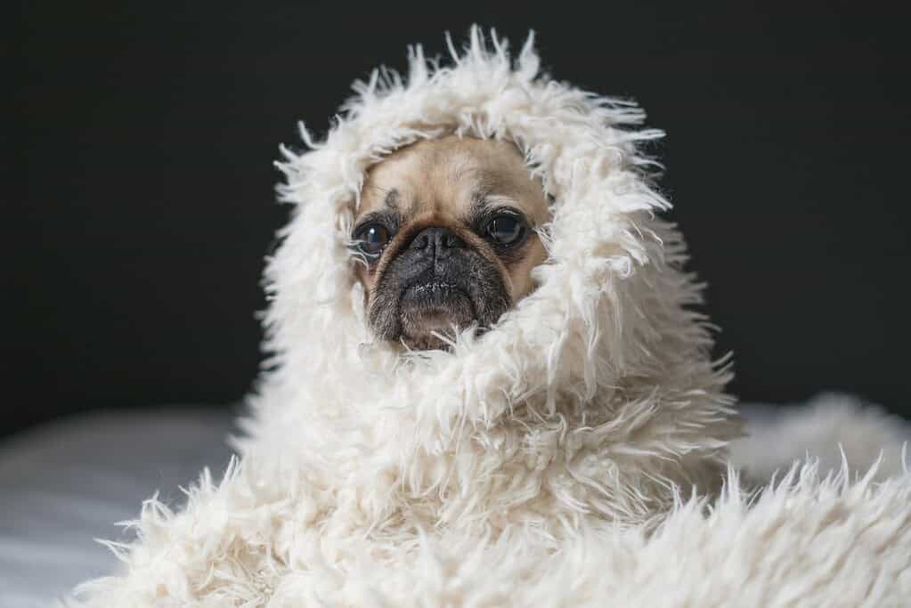 Dog wearing a soft, white, fluffy costume with a hood, looking adorable and cozy.