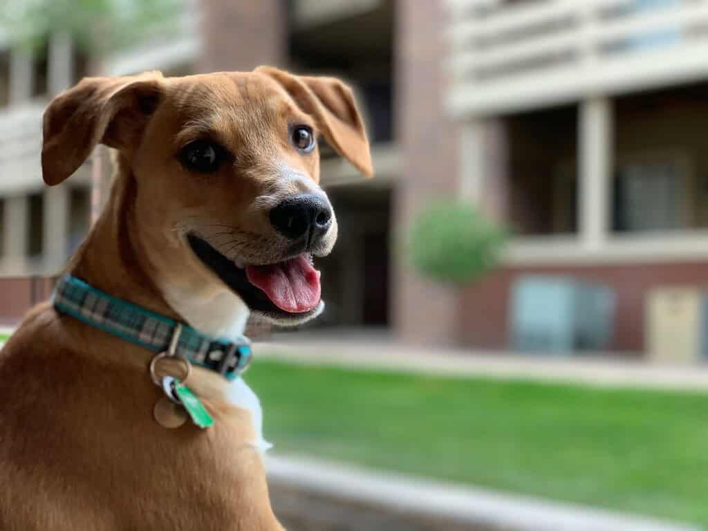 Dog with a smart NFC pet ID tag on collar, outdoor setting.