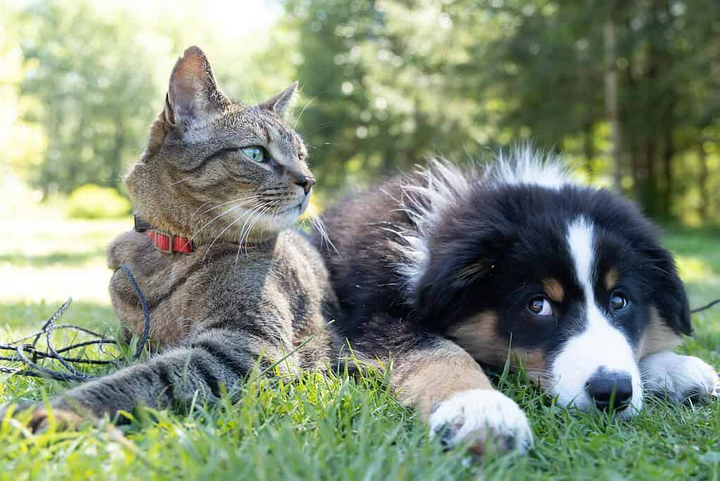 Dog and cat relaxing together on the grass in a sunny park setting.