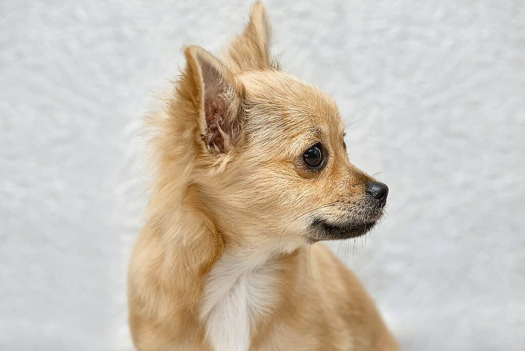 Adorable Chihuahua dog with a focused look, showcasing its small size and alert personality.