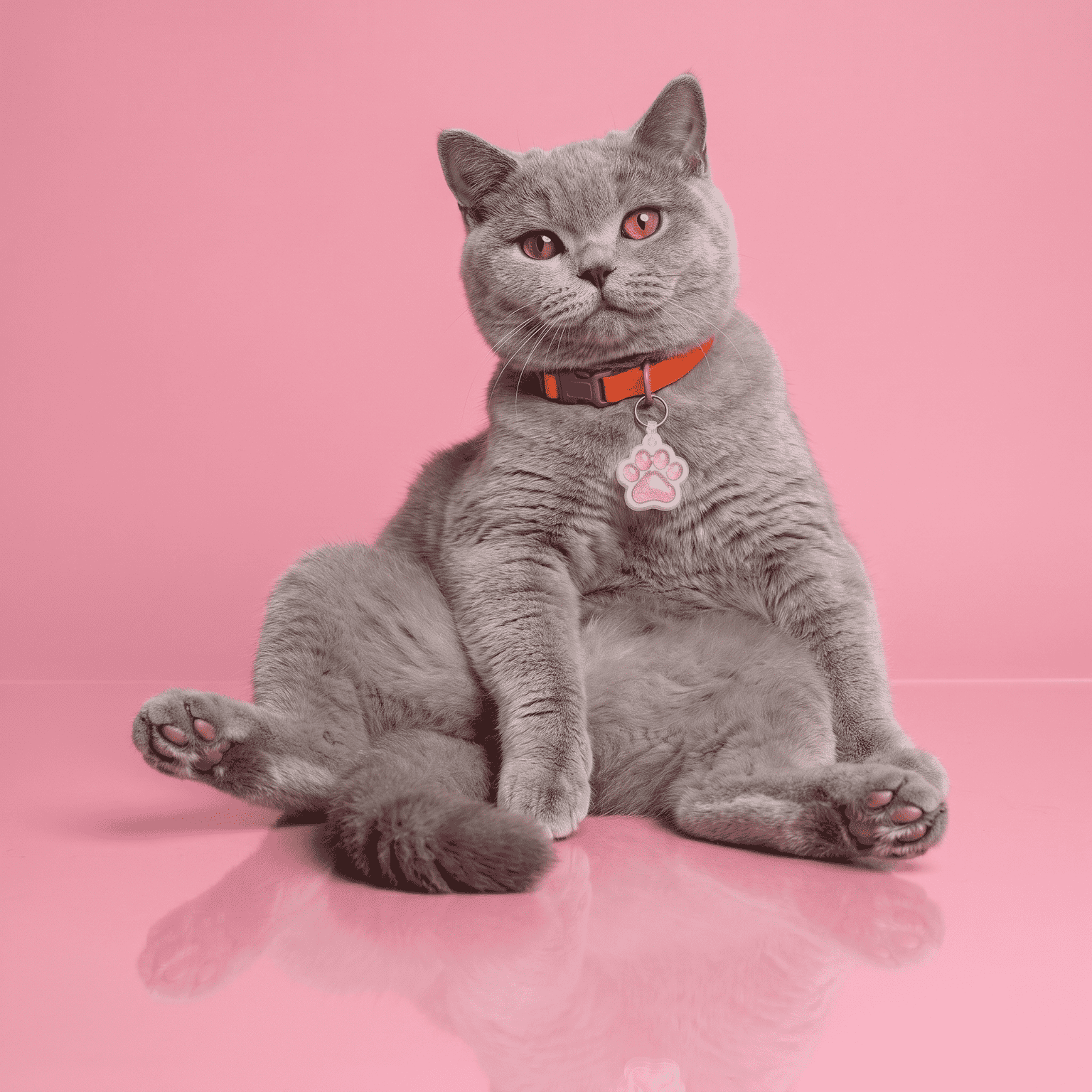 Adorable gray cat wearing a pink paw-shaped pet ID tag on a pink background.