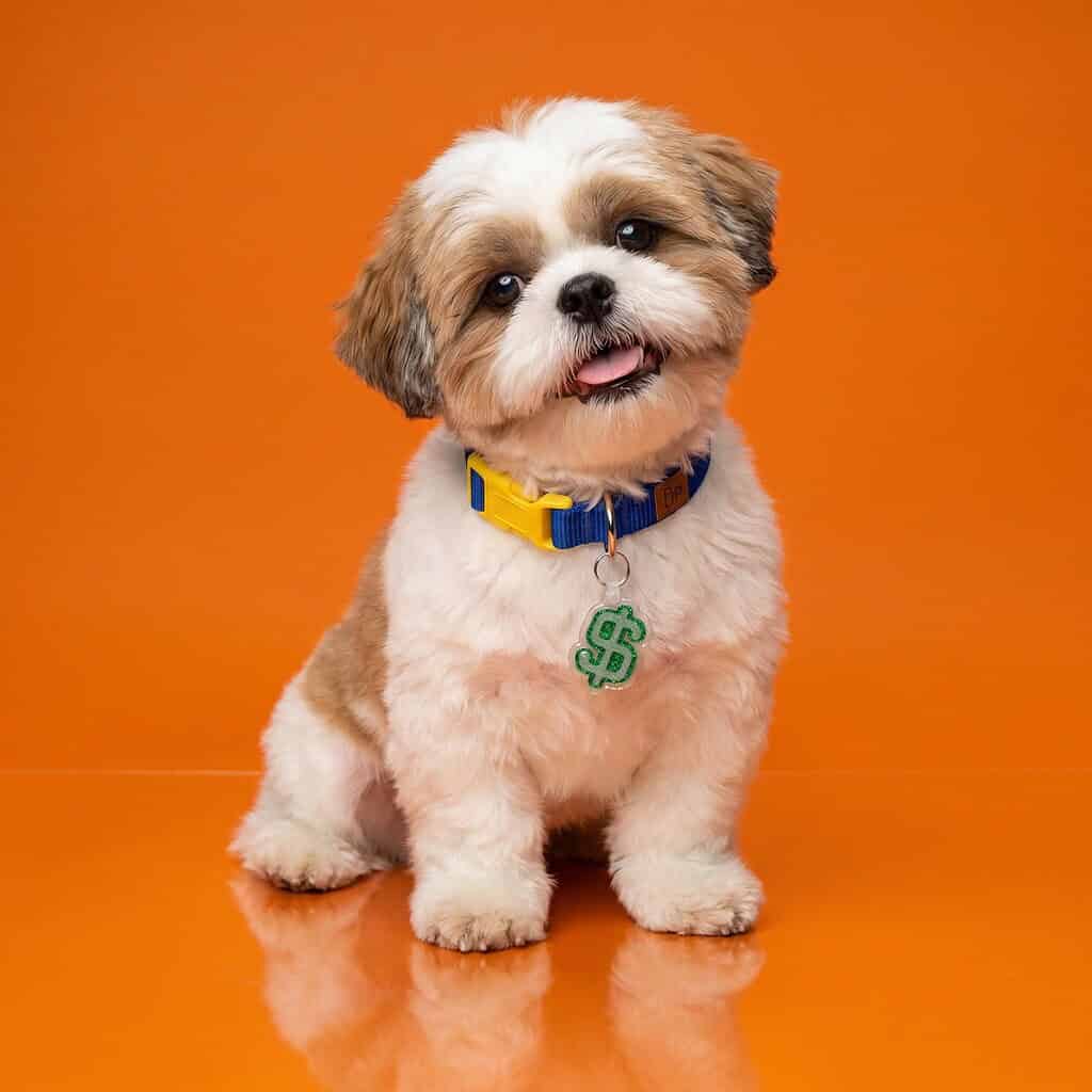 NFC pet ID tag shaped like a dollar sign on adorable puppy with colorful collar.