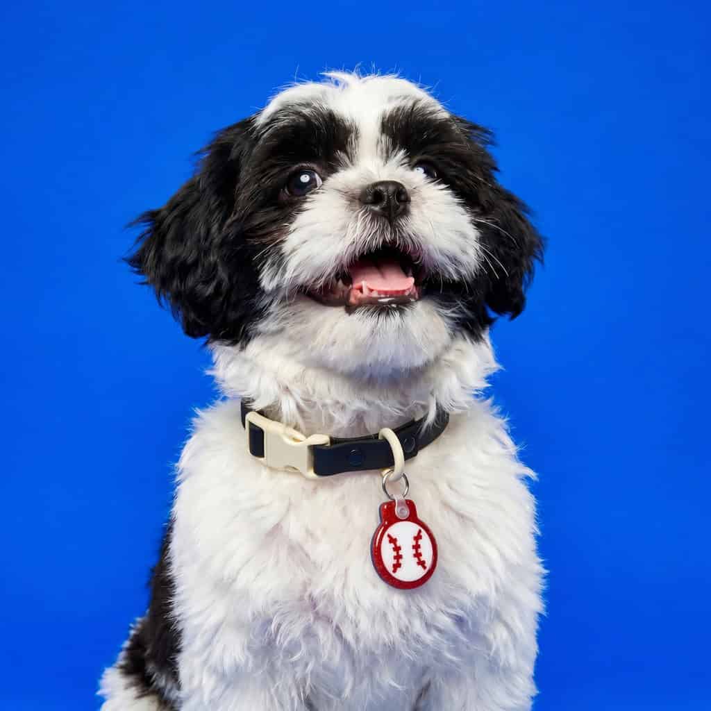 Dog with NFC pet ID tag shaped like a baseball, wearing a collar, against a blue background.