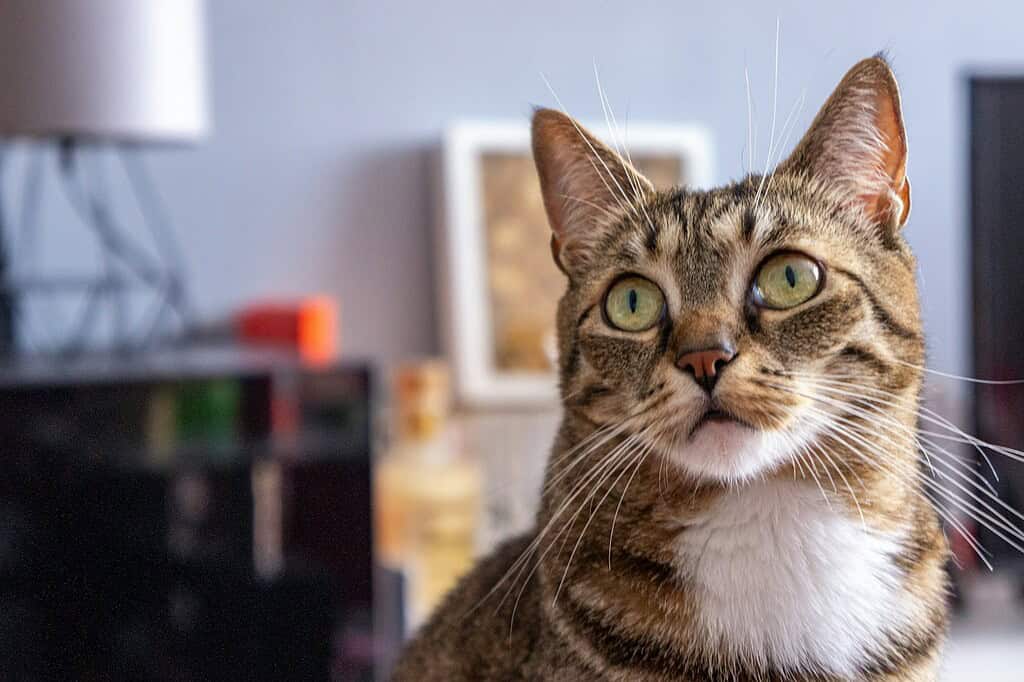 Adorable tabby cat wearing a collar and ID tag, resting calmly indoors and breathing normally