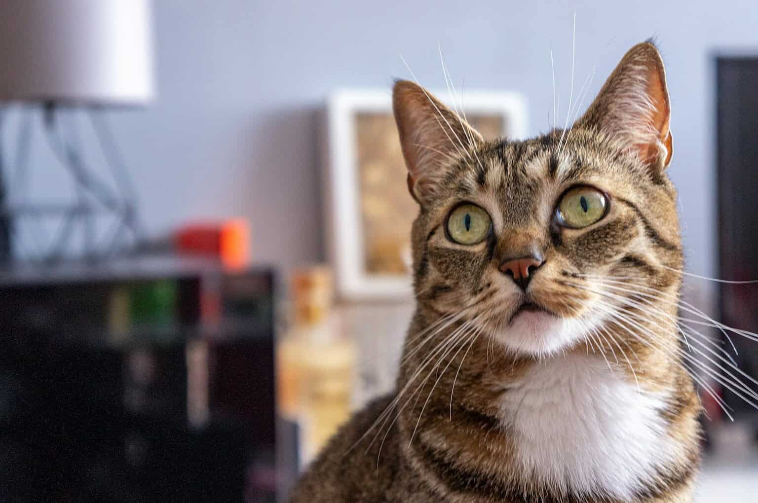 Adorable tabby cat wearing a collar and ID tag, resting calmly indoors and breathing normally