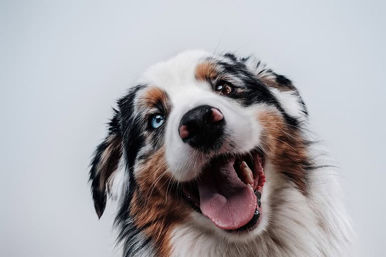 Australian shepherd with multicolored eyes looking at the camera